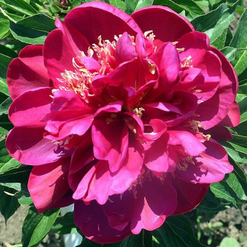 Пион Cuckoos Nest (Кукус Нест)