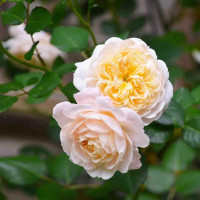 Роза канадская Crocus Rose