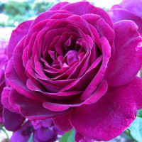 Роза флорибунда Твайлайт Зоун (Twilight Zone)