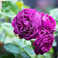 Роза флорибунда Твайлайт Зоун (Twilight Zone)