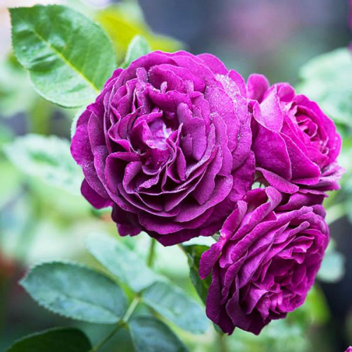 Роза флорибунда Твайлайт Зоун (Twilight Zone)