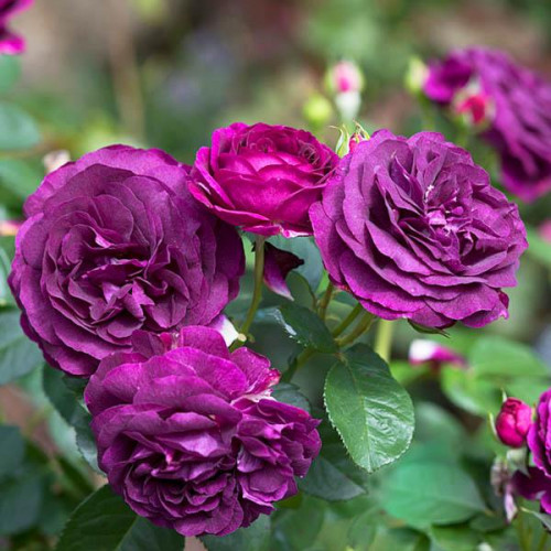 Роза флорибунда Твайлайт Зоун (Twilight Zone)