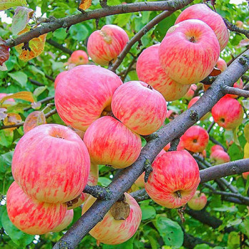 Яблоня Яблочный Спас