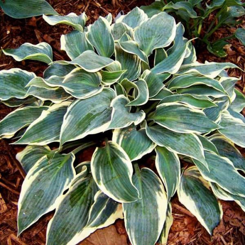 Саженцы Хоста гибридная El Nino (Эль Нино) М