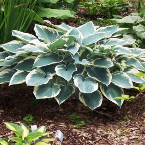 Саженцы Хоста гибридная El Nino (Эль Нино) М