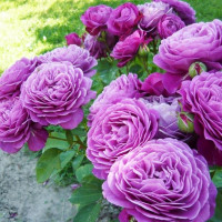 Роза флорибунда Хайди Клум (Heidi Klum)