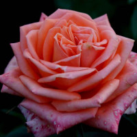 Роза чайно-гибридная Эльдорадо (Eldorado)