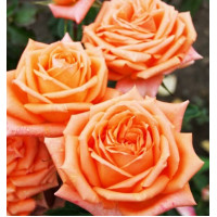 Роза чайно-гибридная Эльдорадо (Eldorado)