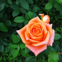 Роза чайно-гибридная Эльдорадо (Eldorado)