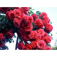 Роза плетистая Розариум Ютерсен (Rosarium Uetersen)