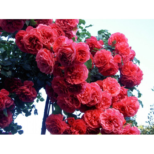 Роза плетистая Розариум Ютерсен (Rosarium Uetersen)