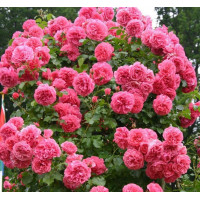 Роза плетистая Розариум Ютерсен (Rosarium Uetersen)