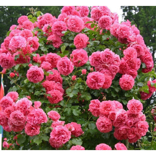 Роза плетистая Розариум Ютерсен (Rosarium Uetersen)