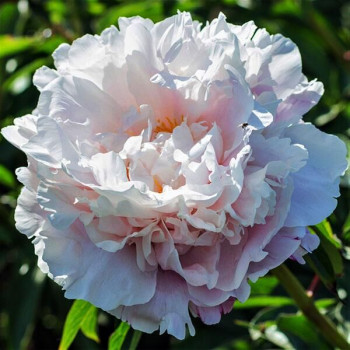 Пион Gardenia (Гардения)