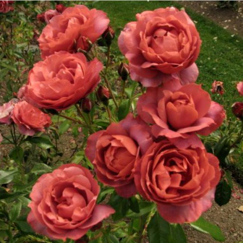 Роза кустовая Terracotta (Терракота) (корнесобственная)
