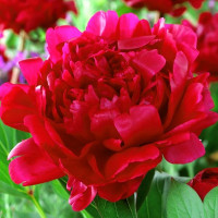 Пион Felix Crousse (Феликс Крусс)