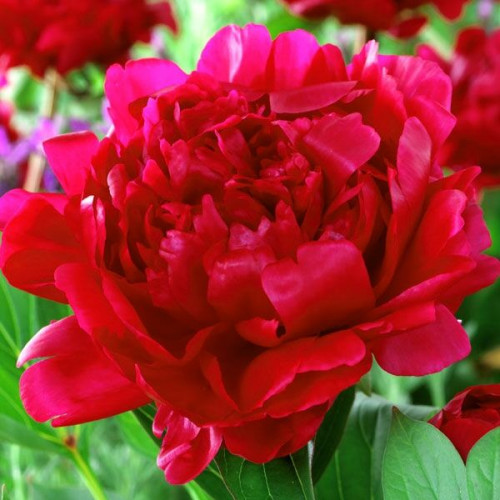 Пион Felix Crousse (Феликс Крусс)