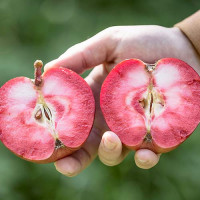 Яблоня Пинк Перпл