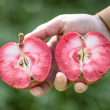 Яблоня Пинк Перпл