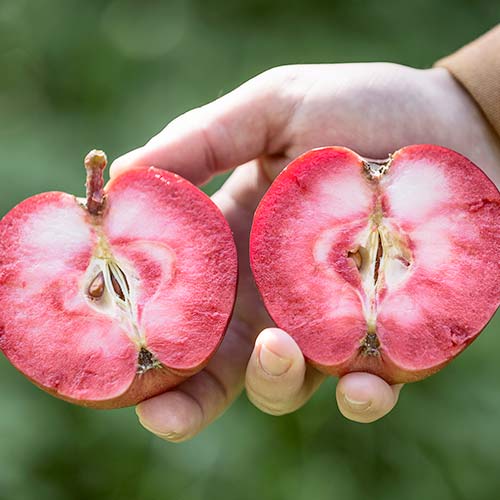 Яблоня Пинк Перпл