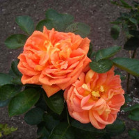 Роза чайно-гибридная Солей д'Ор