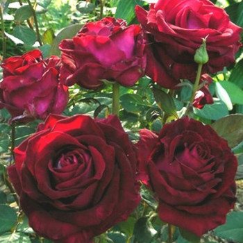 Роза кустовая Vino Rosso (Вино Россо) (корнесобственная)