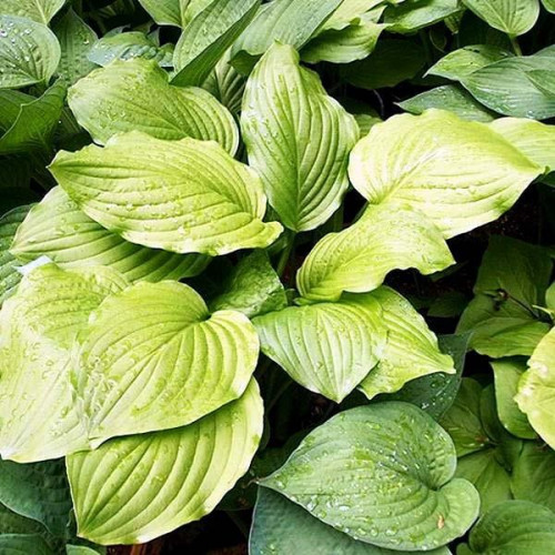 Саженцы Хоста Honeybells (Ханейбелс) L