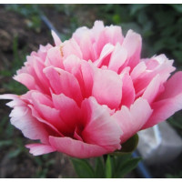 Пион Lorelei (Лорелей)