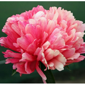 Пион Lorelei (Лорелей)