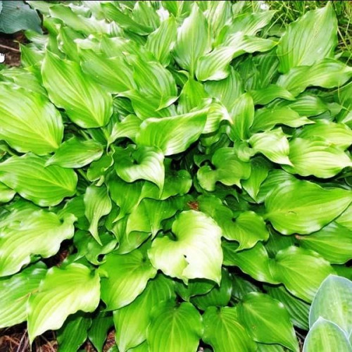 Саженцы Хоста Rippled Honey (Рипплд Хани) М