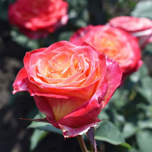 Роза чайно-гибридная Бэлла Пэрла