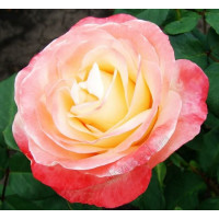 Роза чайно-гибридная Бэлла Пэрла