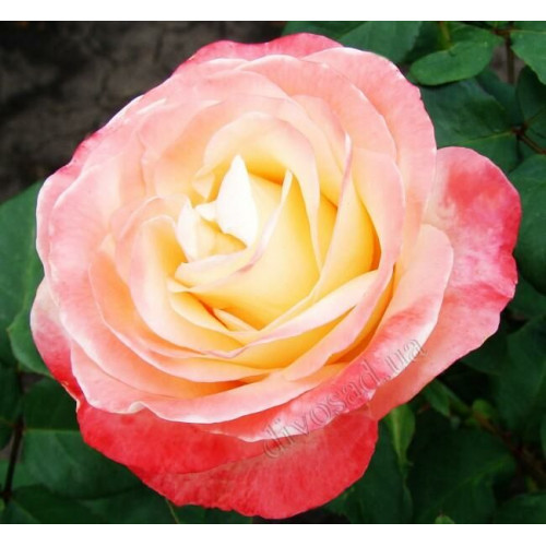 Роза чайно-гибридная Бэлла Пэрла