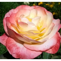 Роза чайно-гибридная Бэлла Пэрла