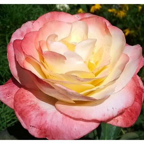 Роза чайно-гибридная Бэлла Пэрла