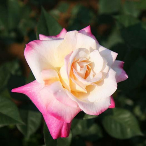 Роза чайно-гибридная Бэлла Пэрла