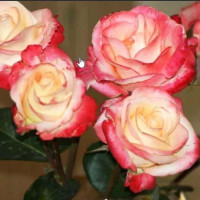 Роза чайно-гибридная Бэлла Пэрла