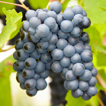 Виноград кишмиш Черный изумруд