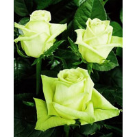 Роза чайно-гибридная Зеленый Чай (Green tea)