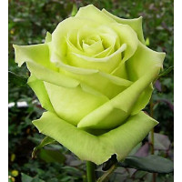 Роза чайно-гибридная Зеленый Чай (Green tea)