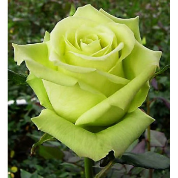 Роза чайно-гибридная Зеленый Чай (Green tea)