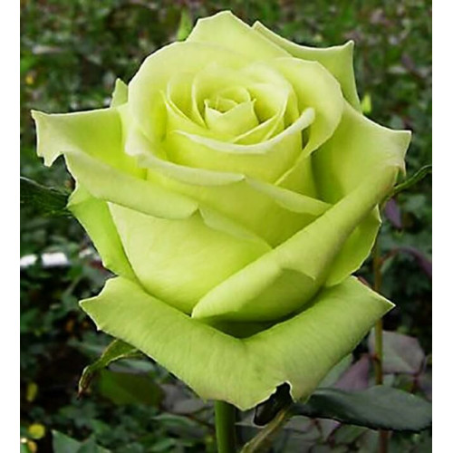 Роза чайно-гибридная Зеленый Чай (Green tea)