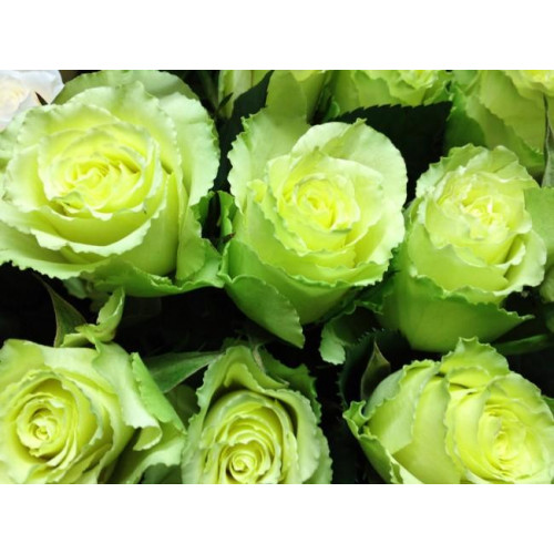 Роза чайно-гибридная Зеленый Чай (Green tea)