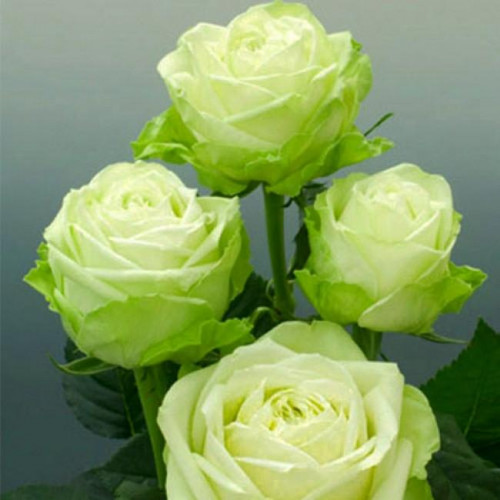 Роза чайно-гибридная Зеленый Чай (Green tea)