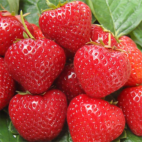 Клубника ремонтантная (крупноплодная) Сельва (5 шт.)